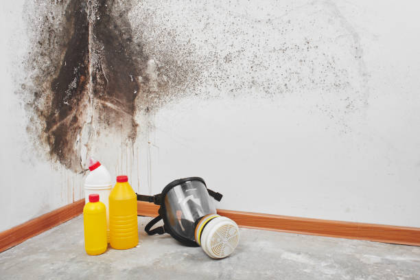 Best Mold Remediation Services  in Dunnigan, CA