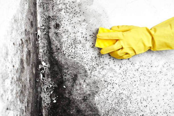 Best Home Mold Removal  in Dunnigan, CA