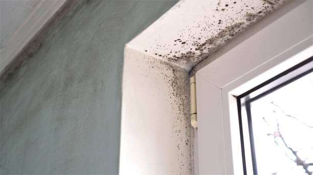 Best Black Mold Removal  in Dunnigan, CA