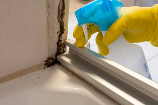 Certified Mold Removal in Dunnigan, CA