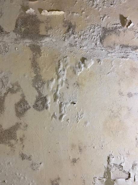 Best Toxic Mold Removal  in Dunnigan, CA