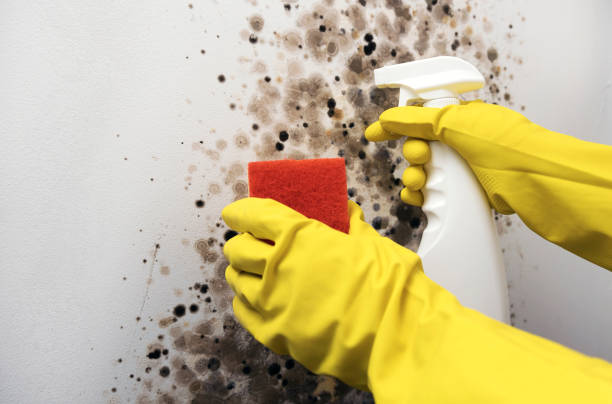Best Mold Damage Repair  in Dunnigan, CA