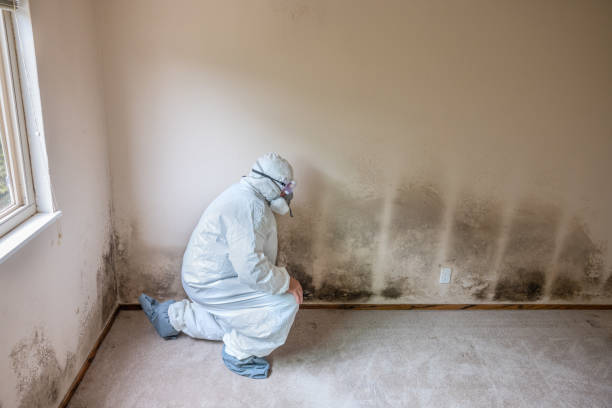 Best Professional Mold Removal  in Dunnigan, CA