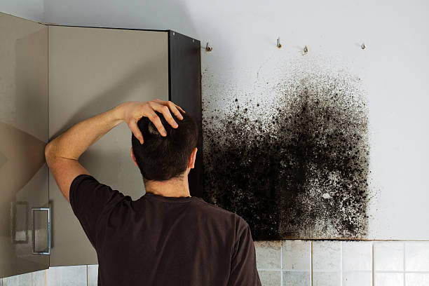 Best Toxic Mold Removal  in Dunnigan, CA