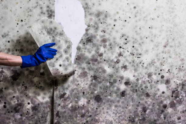 Mold Removal Process in Dunnigan, CA