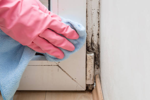 Best Office Mold Removal Services  in Dunnigan, CA