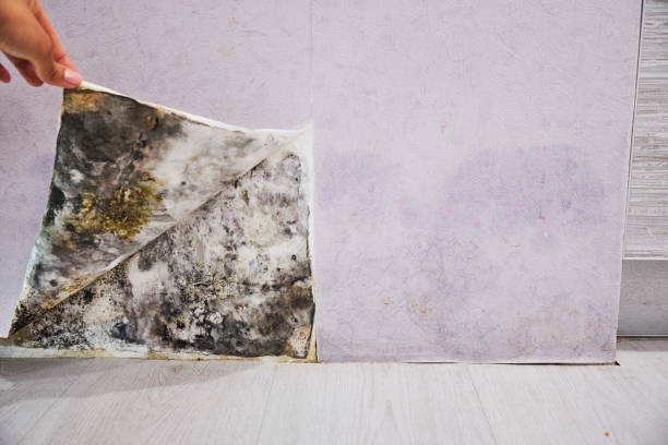 Best Office Mold Removal Services  in Dunnigan, CA